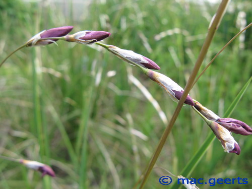 Dierama mossii